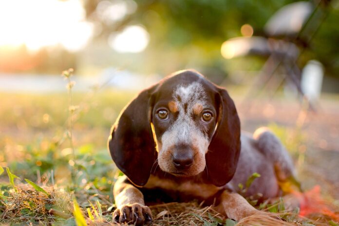 COONHOUND DOG lying on the grass