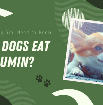 Can Dogs Eat Cumin