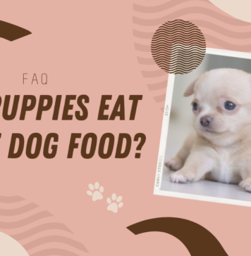 Can Puppies Eat Adult Dog Food