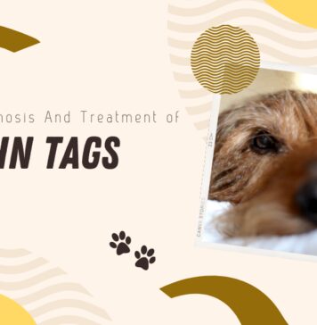 Causes and Treatment of Skin Tags on Dogs