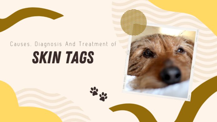 Causes and Treatment of Skin Tags on Dogs