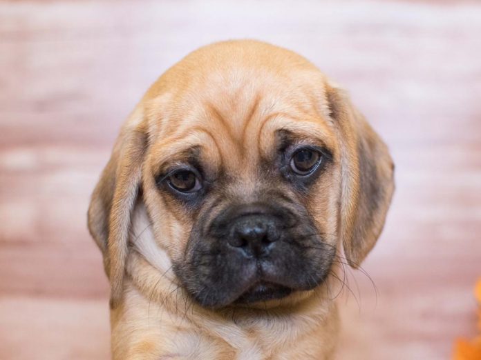 Children And Other Pets Compatibility with Puggle