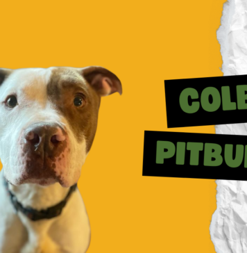 Colby Pitbulls