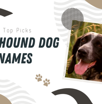 Coonhound Dog Names