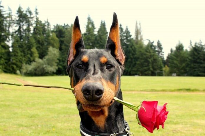 Doberman with a rose