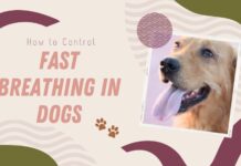 Dog Breathing Fast