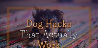 Dog Hacks That Actually Work