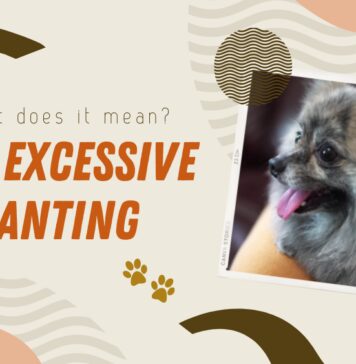Dog Panting