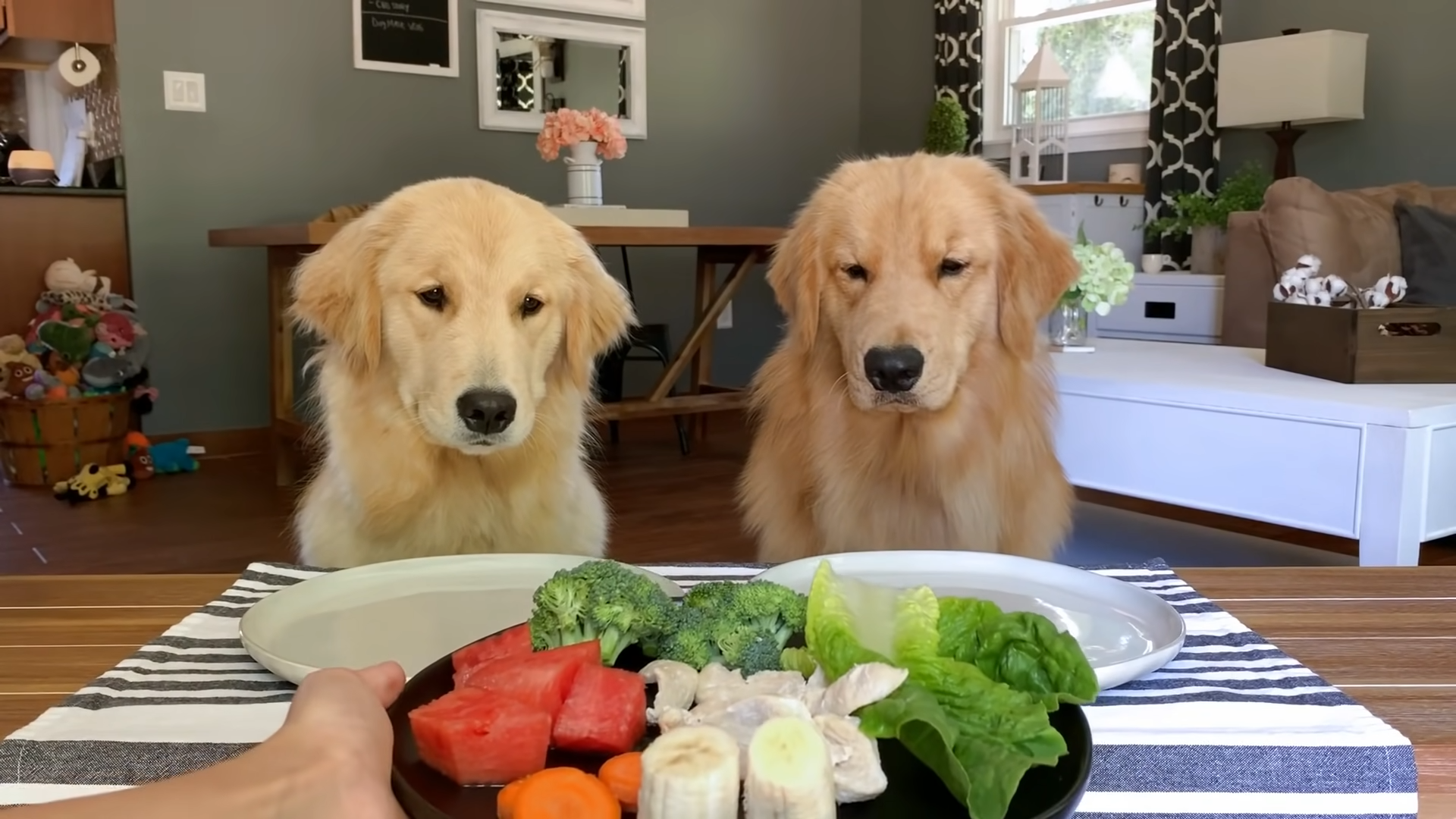 Dog Reviews Food