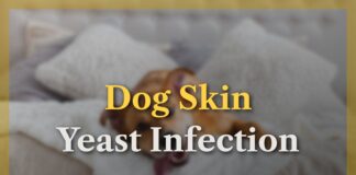 Dog Skin Yeast Infection
