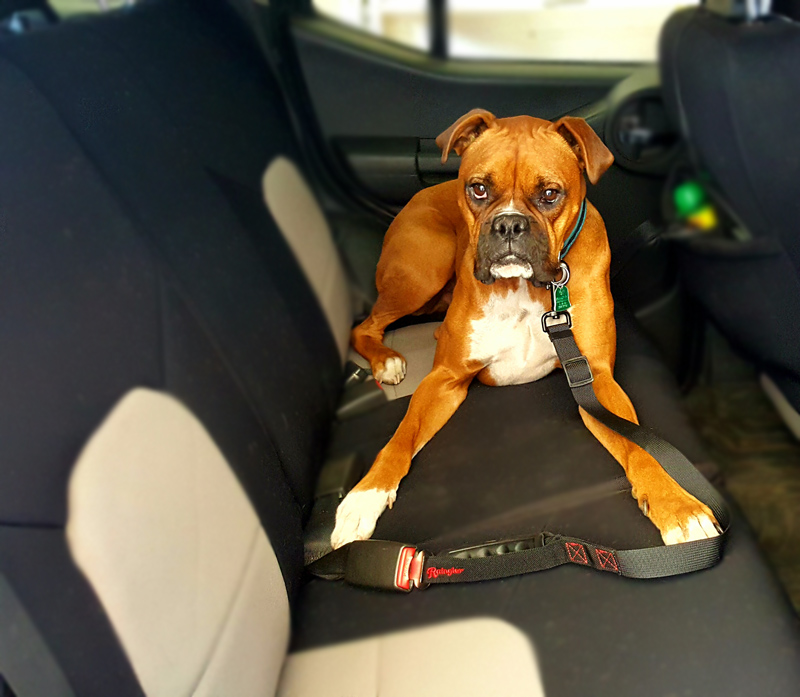 Dog leash in a car...