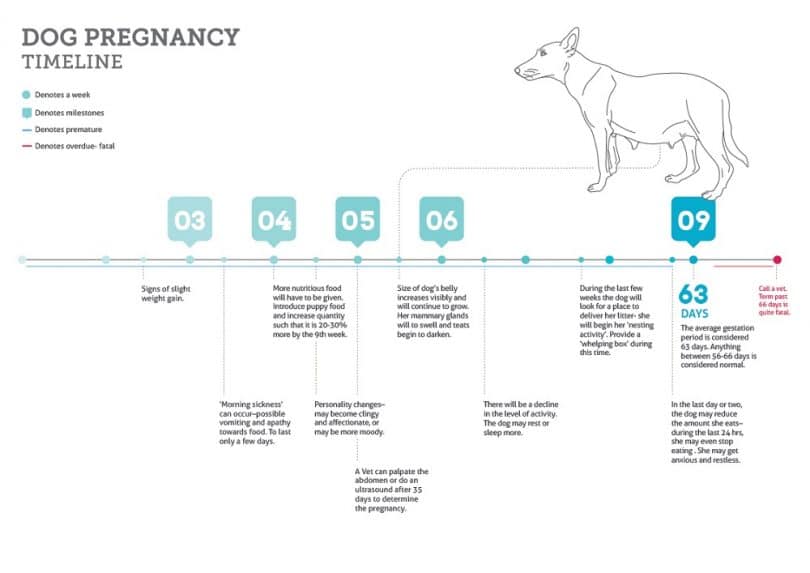Dog pregnancy timeline