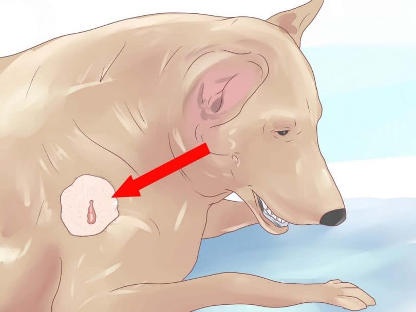 Dog’s Skin Tags