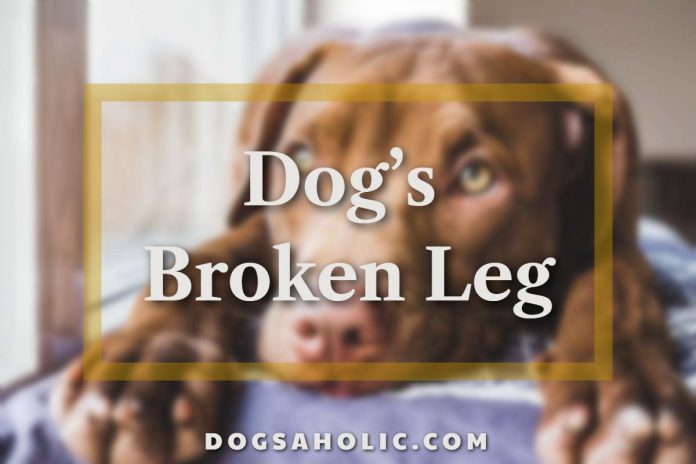 Dog’s Broken Leg
