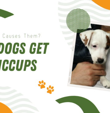Dogs Getting Hiccups