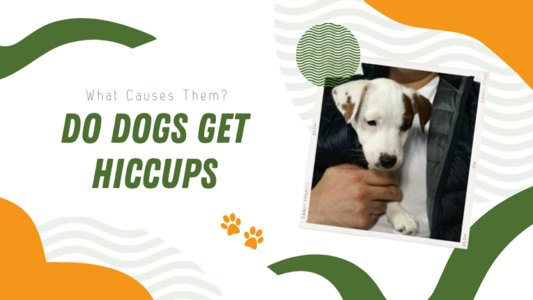 Dogs Getting Hiccups