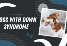 Dogs with Down Syndrome