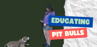 Educating Pit bulls
