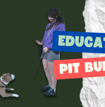 Educating Pit bulls