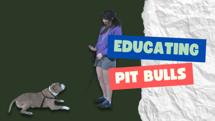 Educating Pit bulls