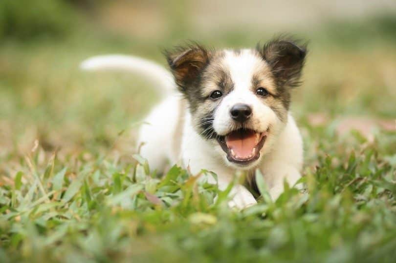 Energetic puppy