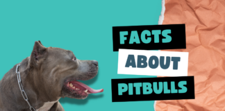 Facts About Pitbulls