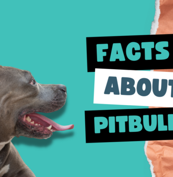Facts About Pitbulls