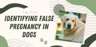 False Pregnancy In Dogs