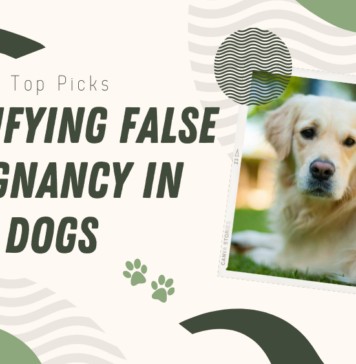 False Pregnancy In Dogs