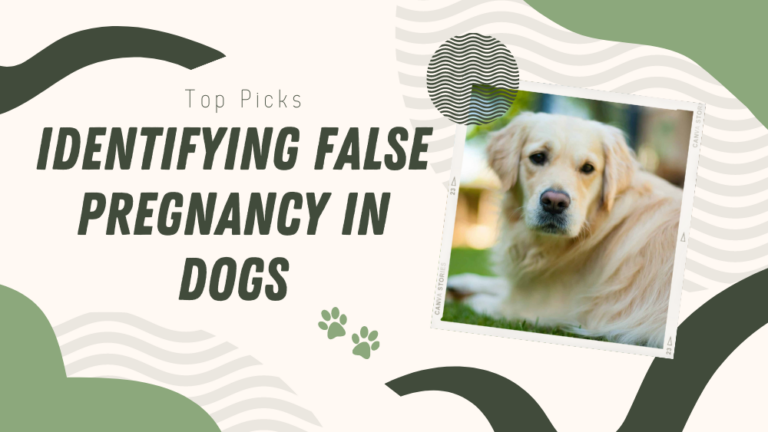Identifying False Pregnancy in Dogs And What You Can Do About It