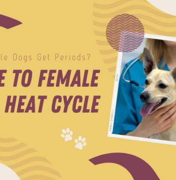 Female Dogs Periods heat cycles