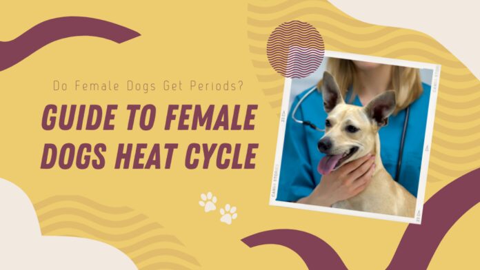 Female Dogs Periods heat cycles