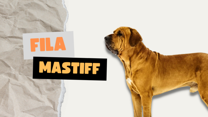 Fila Mastiff