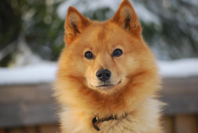 Finnish Spitz