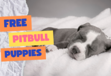 Free Pitbull Puppies