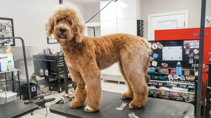 Golden Doodle Getting Haircut