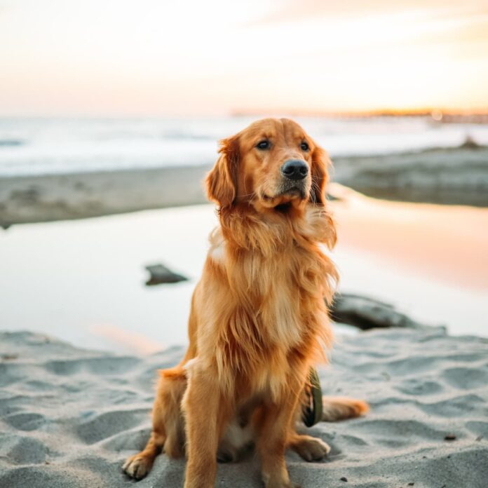 Golden Retriever