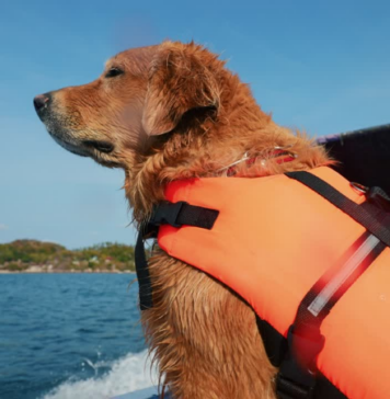 Golden Retriever fun facts