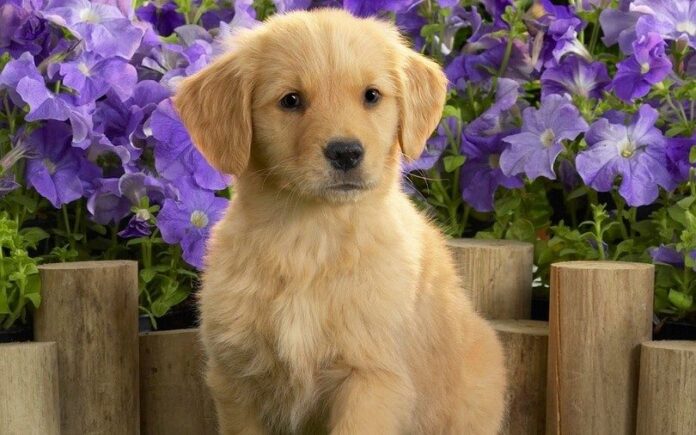 Golden Retriever puppy