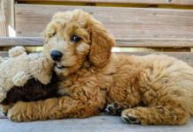 Goldendoodle Dogs Fun Facts