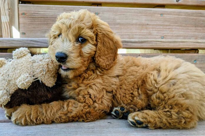 Goldendoodle Dogs Fun Facts
