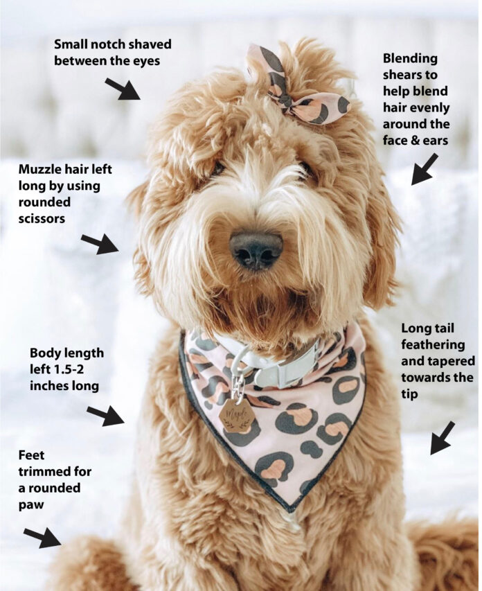 Goldendoodle Haircut Guide