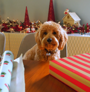 Goldendoodle Haircuts