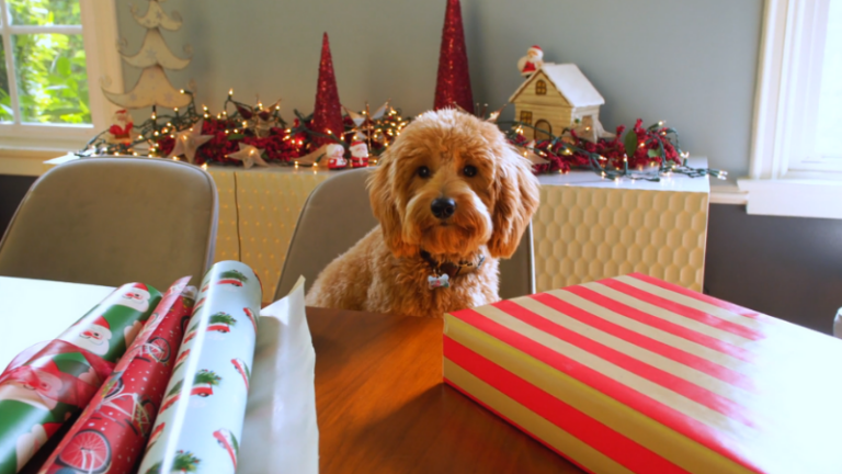 Top 5 Different Golden Doodle Haircuts + DIY Guide