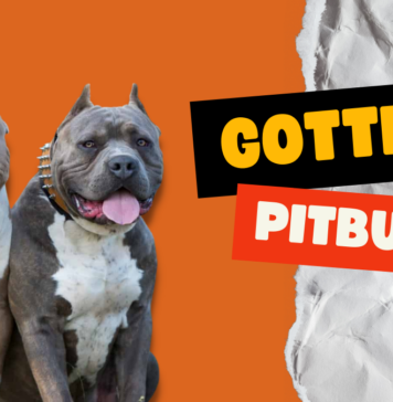 Gotti Pitbulls