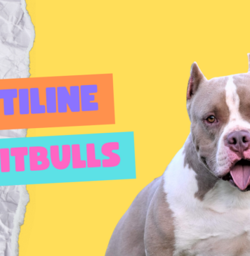 Gottiline Pitbulls