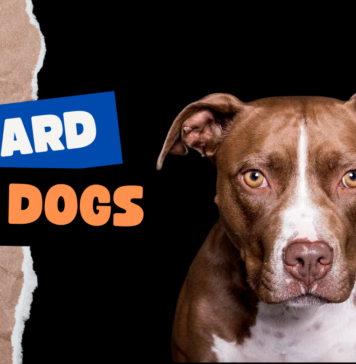 Guard Dogs pitbull