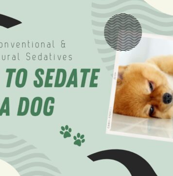 Guide to Sedating a Dog