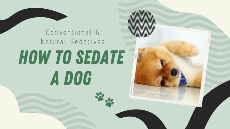 Guide to Sedating a Dog
