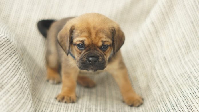 Health and Potential Problems Puggle